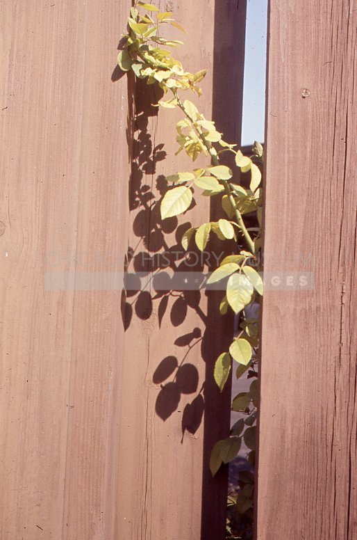 Shadow play with a branch - Maier, Vivian
