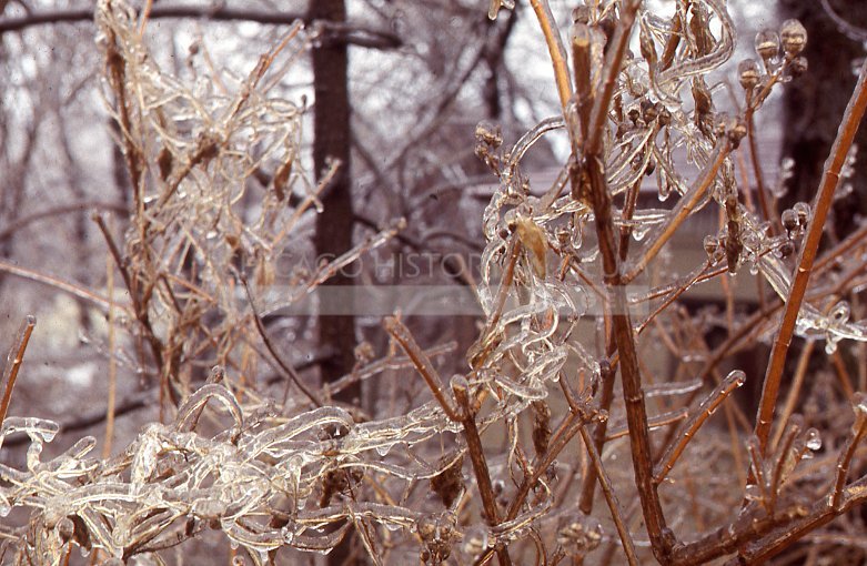 Branches in ice - Maier, Vivian