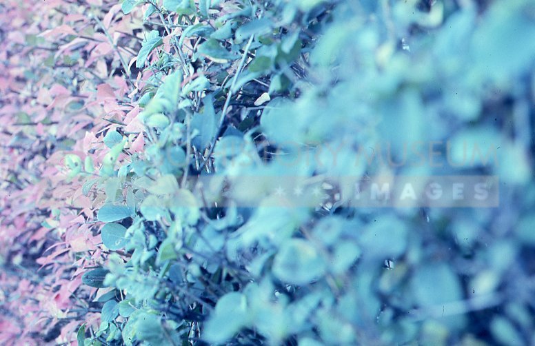 Pink flowers and green foliage - Maier, Vivian