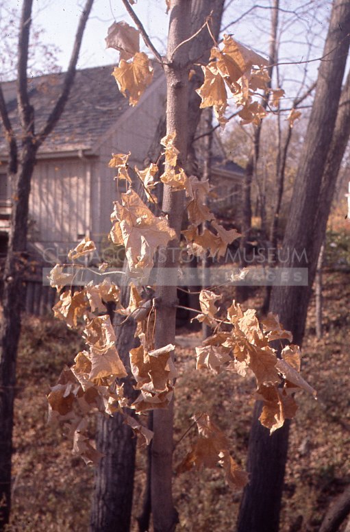 Dry autumn tree - Maier, Vivian