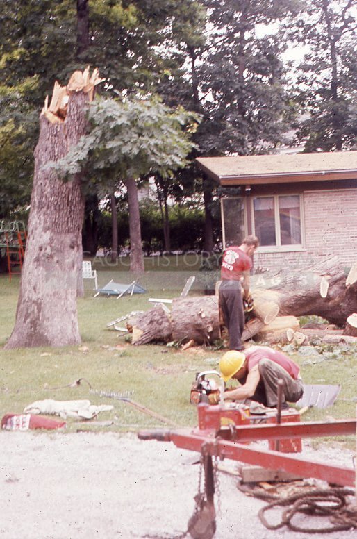 Workmen cutting down a tree - Maier, Vivian