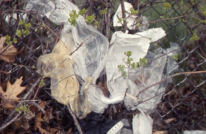 Plastic caught in a fence - Maier, Vivian