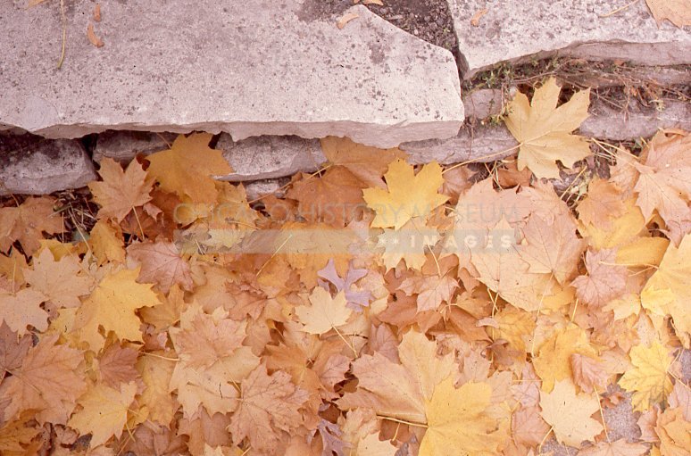 Yellow leaves on stones - Maier, Vivian
