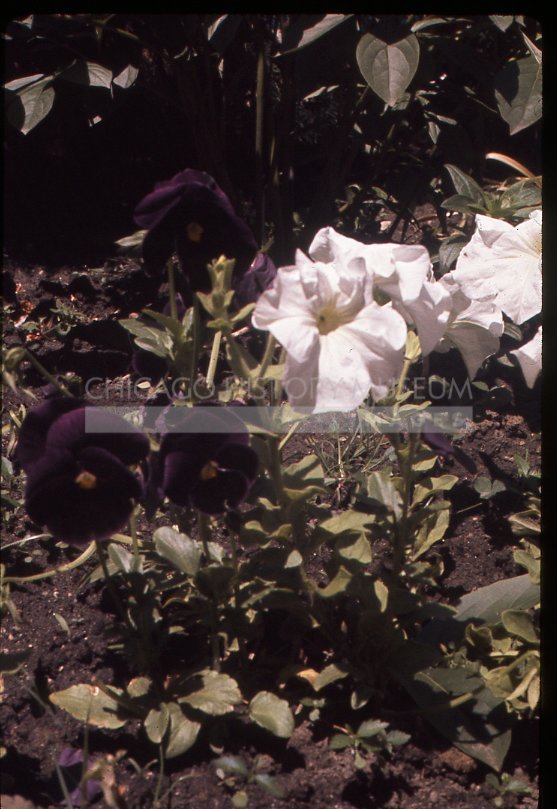 Pansies and petunias - Maier, Vivian