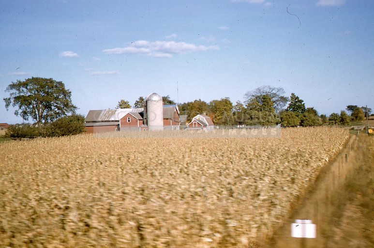 Cornfield with barn and silo - Maier, Vivian