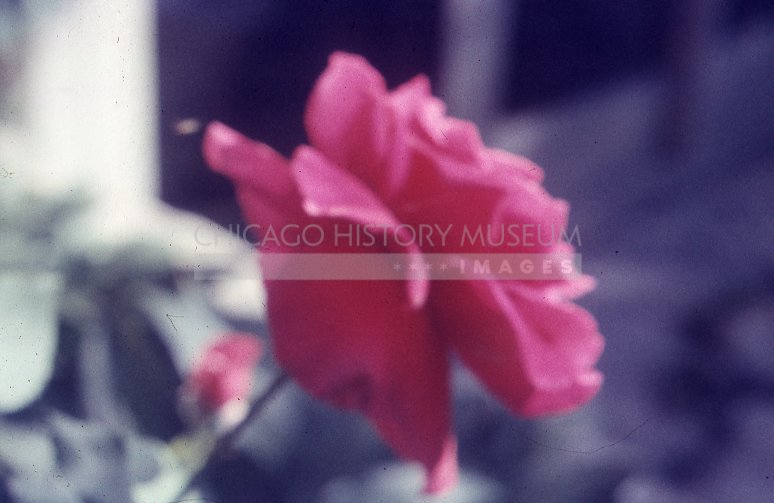 Fuchsia rose - Maier, Vivian