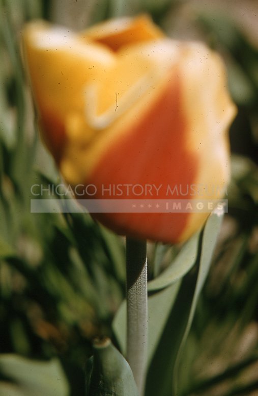 Yellow tulip - Maier, Vivian