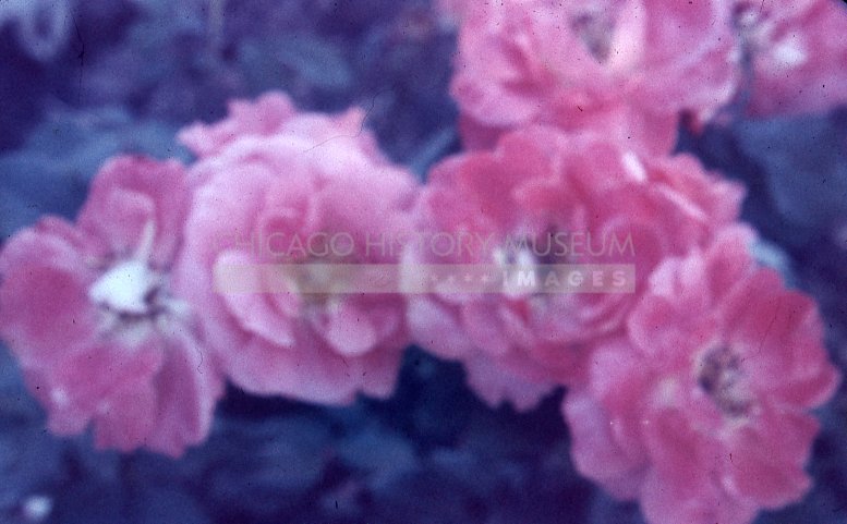 Blooming pink roses - Maier, Vivian