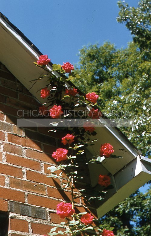 Pink climbing rose - Maier, Vivian