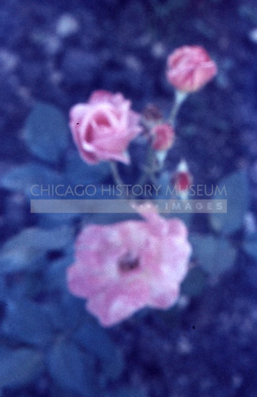 Pink rose - Maier, Vivian