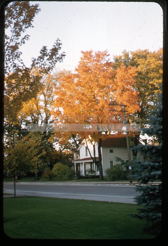 Golden autumn tree - Maier, Vivian