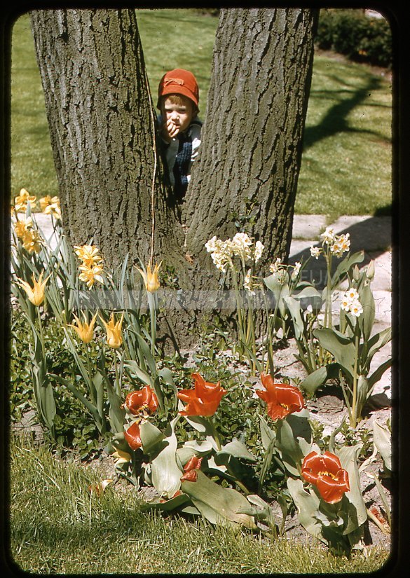Boy with spring flowers - Maier, Vivian
