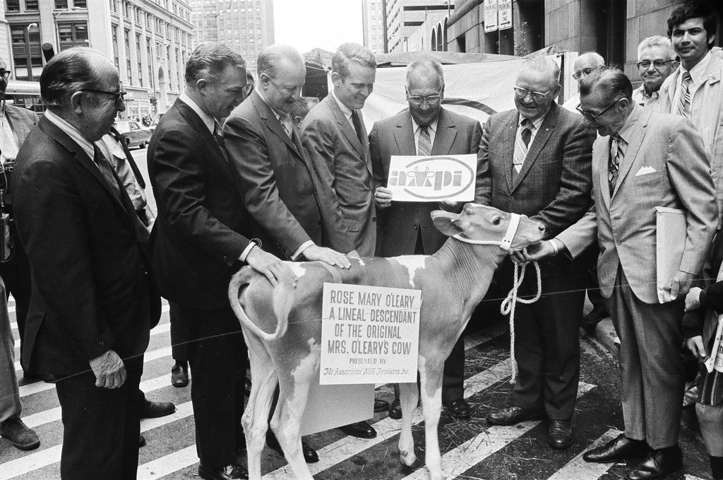 Rose Mary O'Leary cow to be presented to Mayor Daley - Don Burk for Chicago Sun-Times