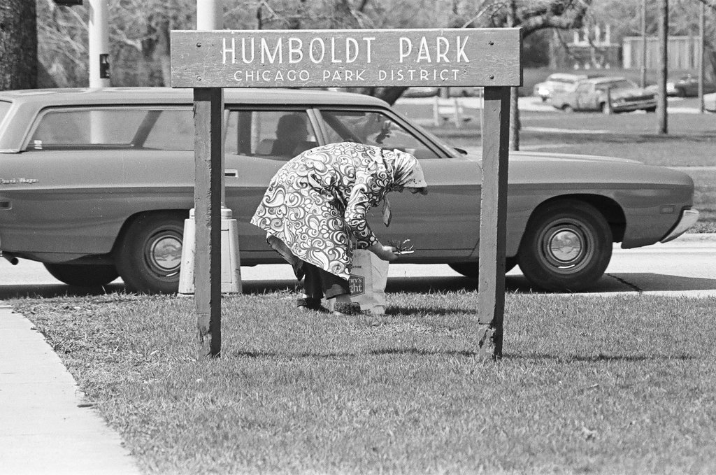 Mamie Rosella picks dandelions in Humboldt Park - Fred Stein for Chicago Daily News