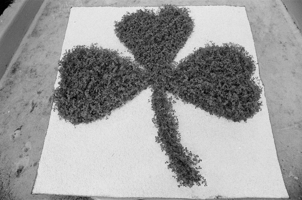 Shamrock display at Garfield Park Conservatory - Richard Derk for Chicago Sun-Times