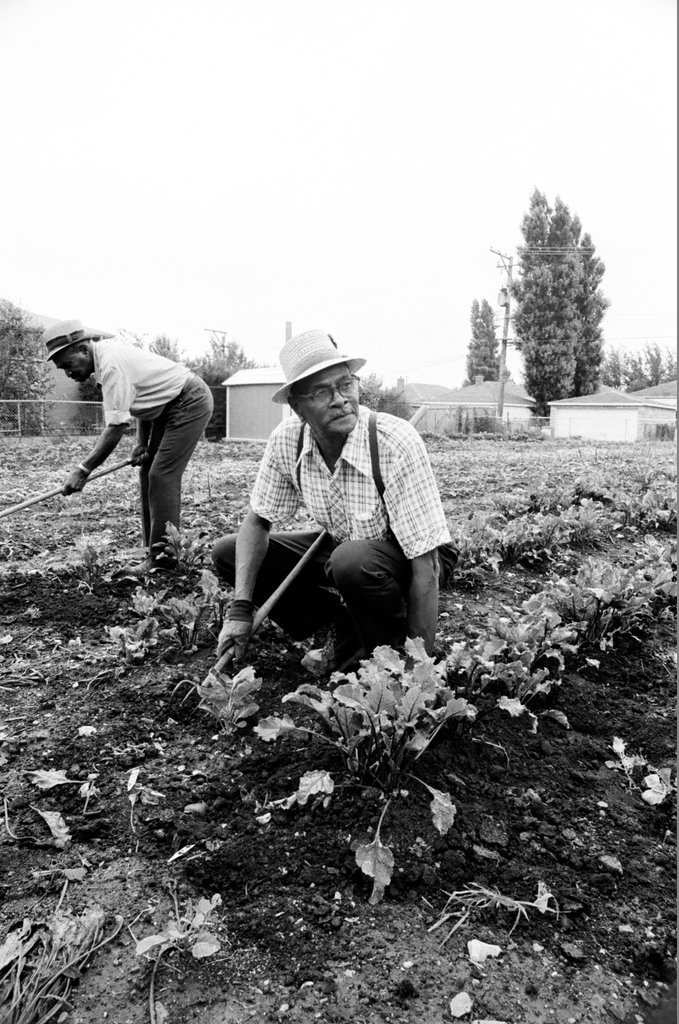 Operation Brotherhood Garden Project - Jack Lenahan for Chicago Sun-Times