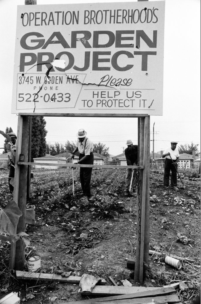 Operation Brotherhood Garden Project - Jack Lenahan for Chicago Sun-Times