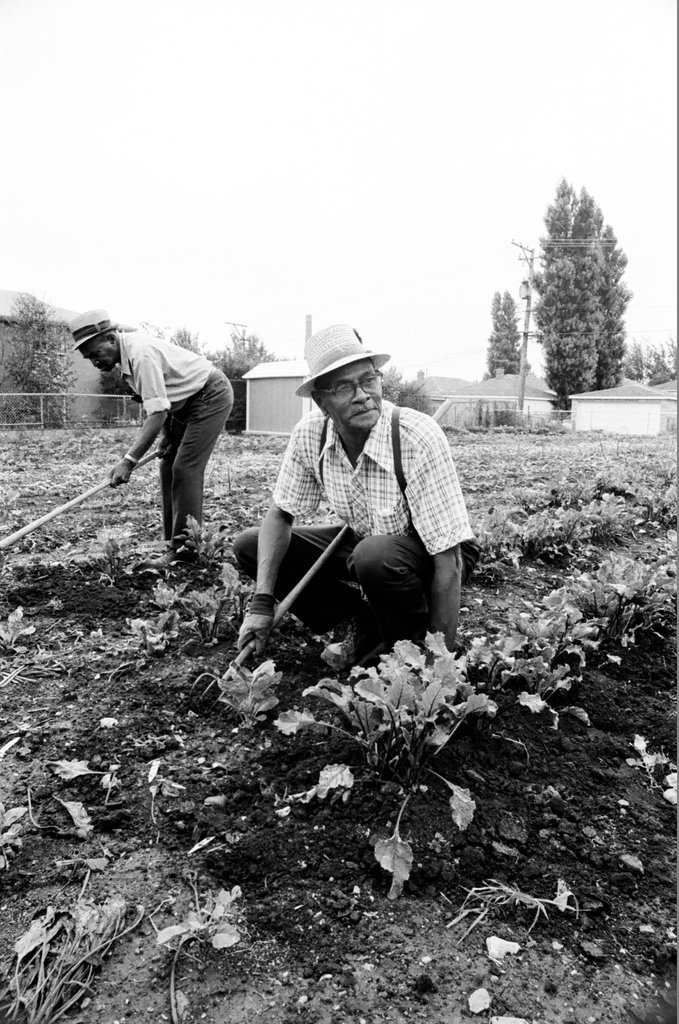 Operation Brotherhood Garden Project - Jack Lenahan for Chicago Sun-Times
