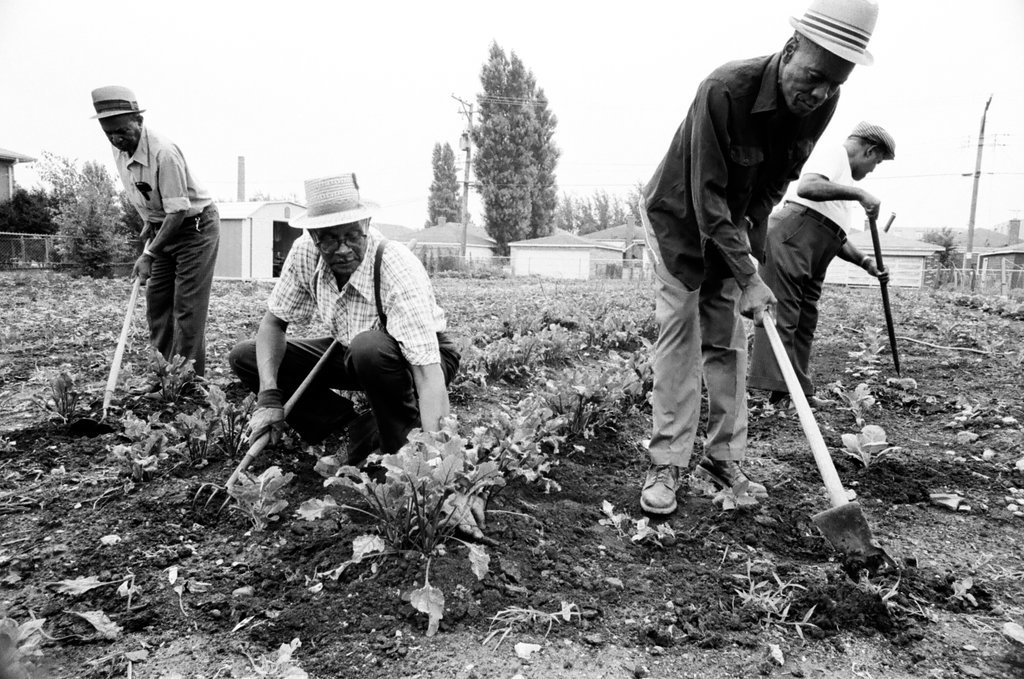 Operation Brotherhood Garden Project - Jack Lenahan for Chicago Sun-Times