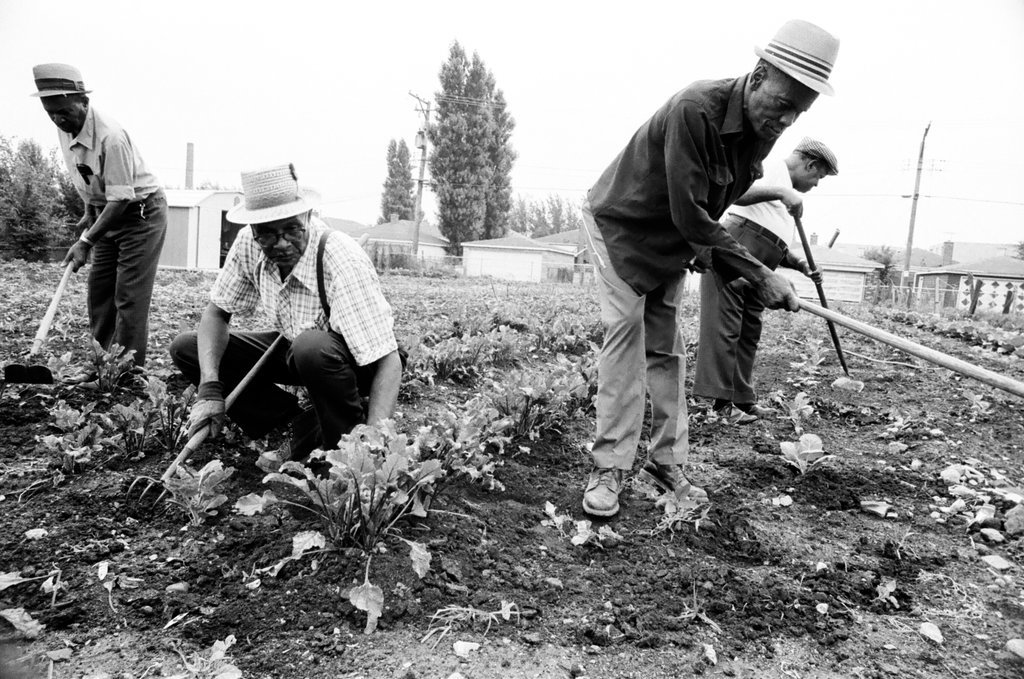 Operation Brotherhood Garden Project - Jack Lenahan for Chicago Sun-Times