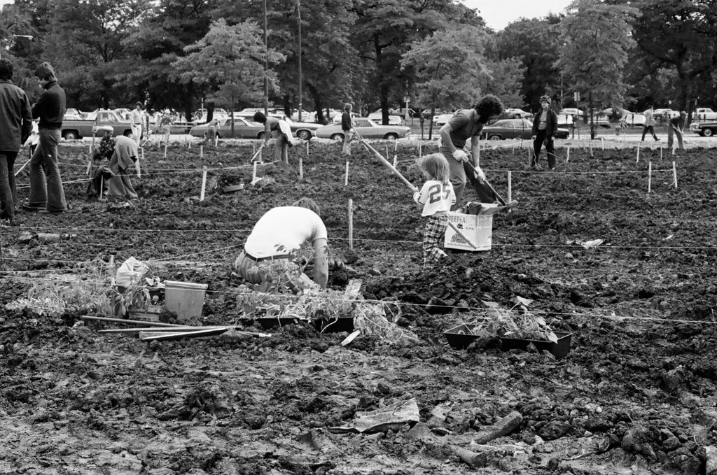 Victory garden in Lincoln Park neighborhood - Howard D. Simmons for Chicago Sun-Times