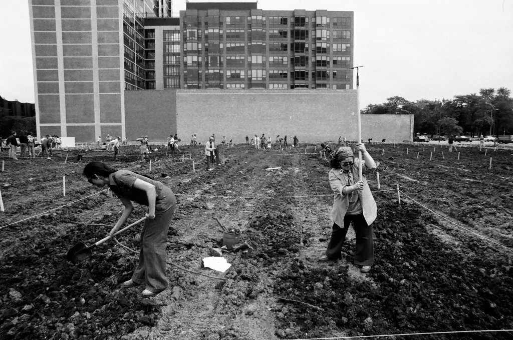 Victory garden in Lincoln Park neighborhood - Howard D. Simmons for Chicago Sun-Times