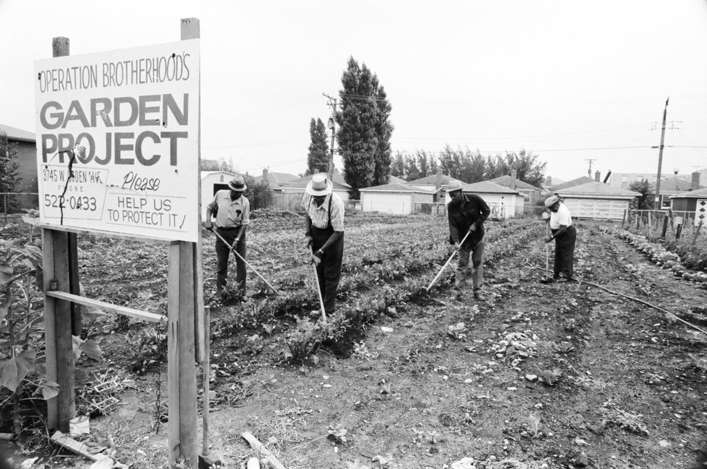 Operation Brotherhood Garden Project - Jack Lenahan for Chicago Sun-Times