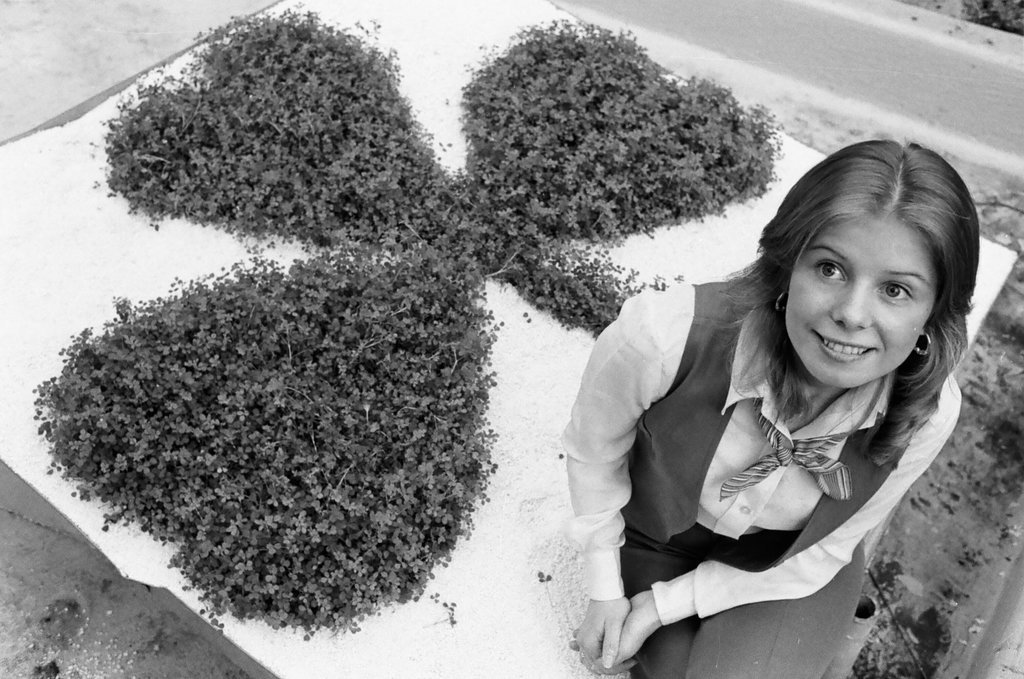 Large shamrock at Garfield Park Conservatory - Carmen Reporto for Chicago Sun-Times