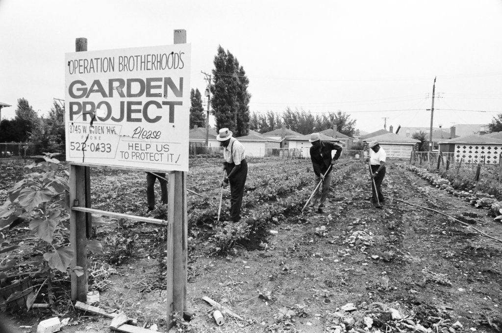 Operation Brotherhood Garden Project - Jack Lenahan for Chicago Sun-Times