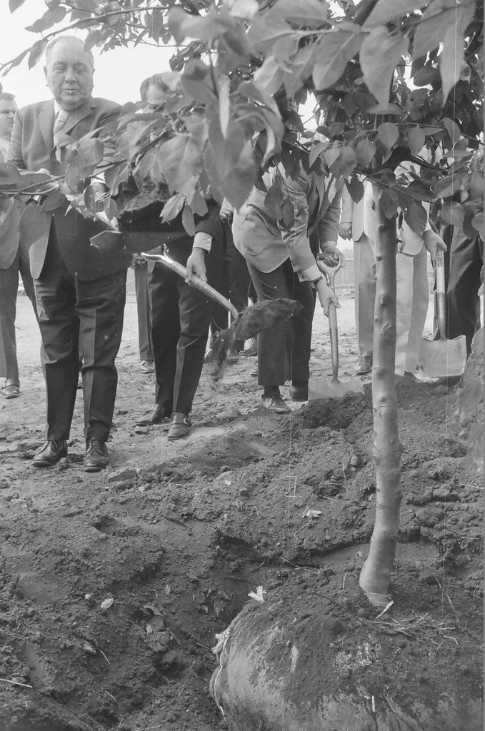 Mayor Daley and others planting a tree - Chicago Sun-Times
