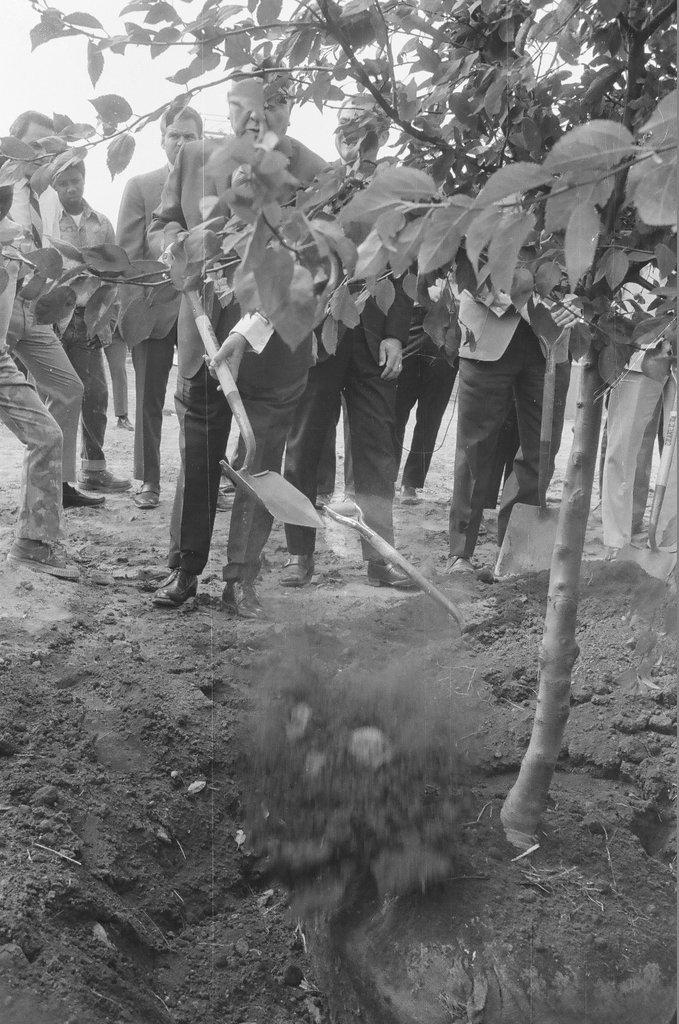 Mayor Daley and others planting a tree - Chicago Sun-Times