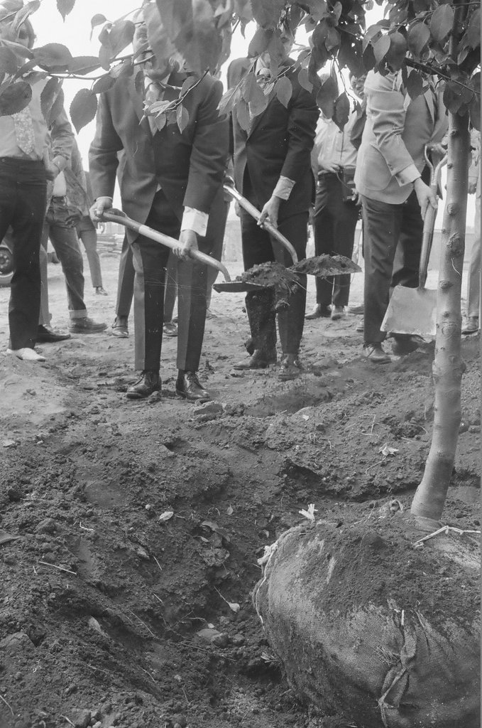 Mayor Daley and others planting a tree - Chicago Sun-Times