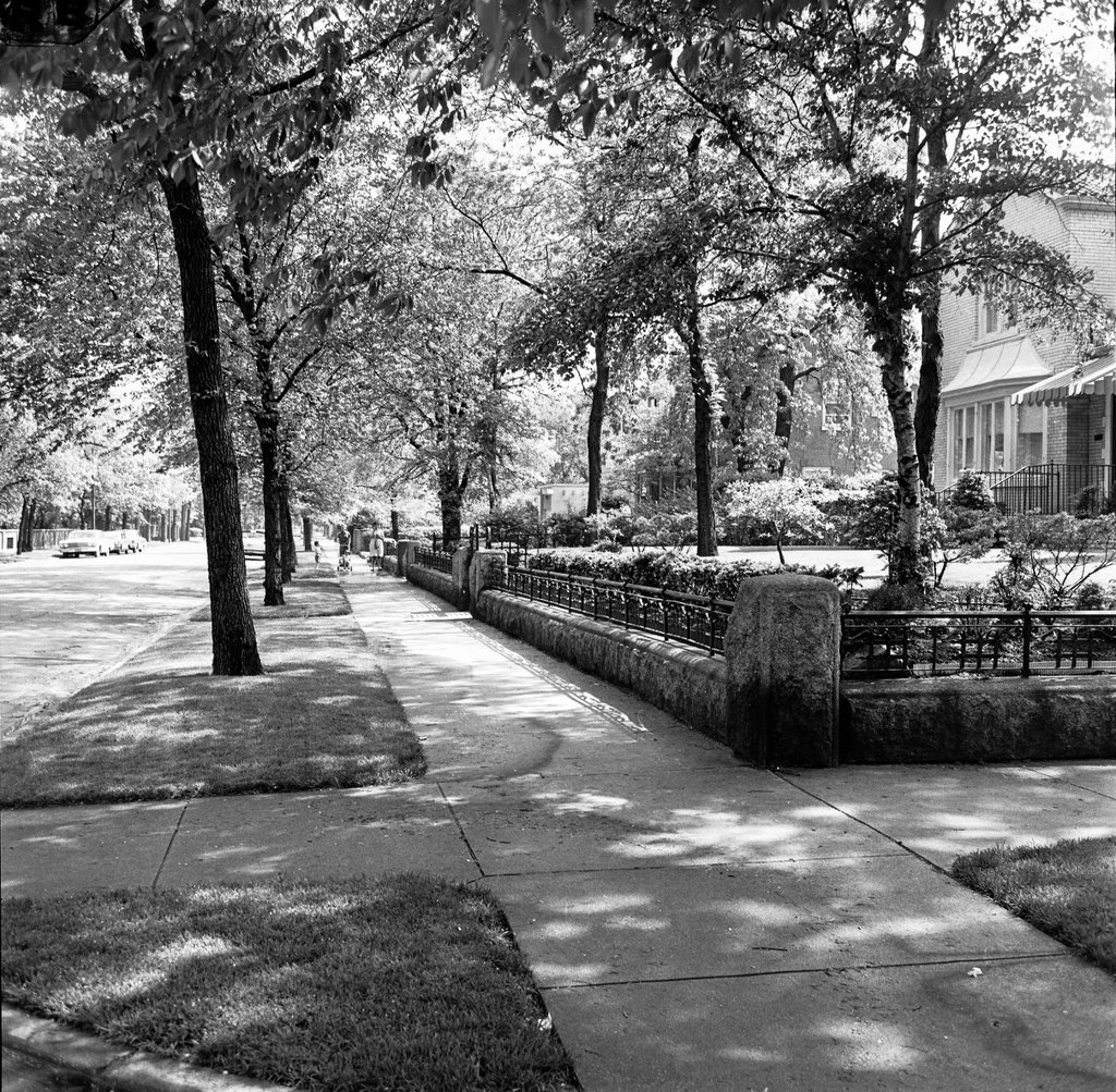 Greenwood Avenue in Kenwood - Chicago Sun-Times