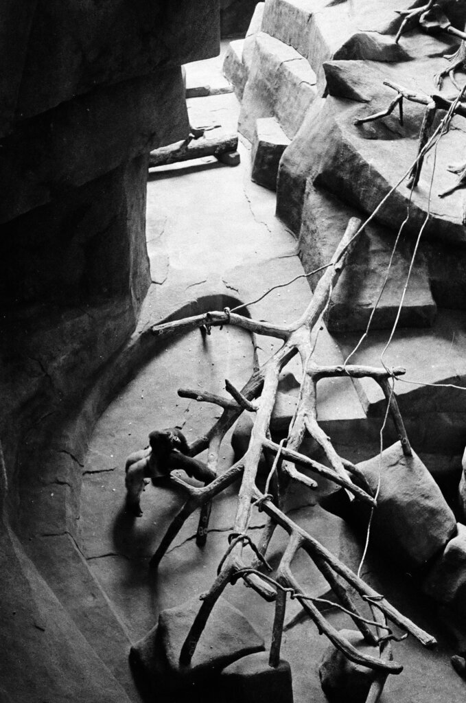 Gorillas In A New Exhibit - Chicago Sun-Times