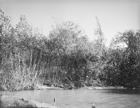 Shores of Wooded Island, World's Columbian Exposition - Glessner, John George M. (John George Macbeth), 1871-1929