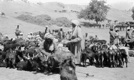 Trip to Central Asia - McCutcheon, John T. (John Tinney), 1870-1949