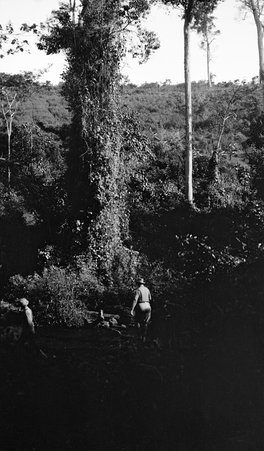 Safari - McCutcheon, John T. (John Tinney), 1870-1949