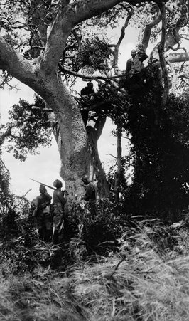 Safari - McCutcheon, John T. (John Tinney), 1870-1949