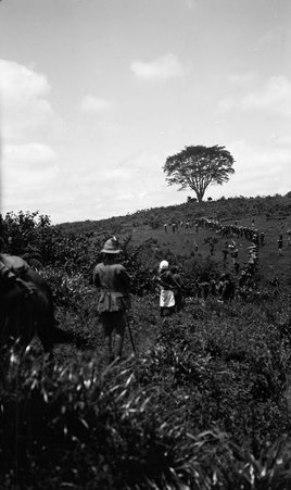 Safari - McCutcheon, John T. (John Tinney), 1870-1949