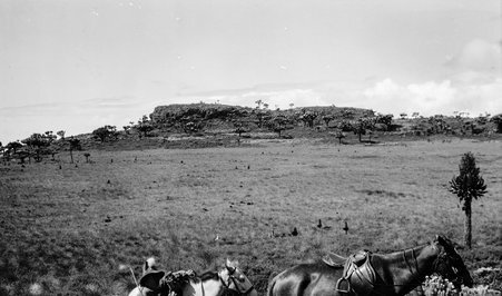 Safari - McCutcheon, John T. (John Tinney), 1870-1949