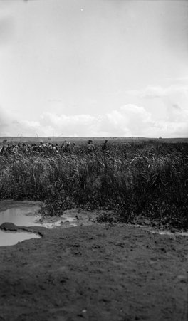 Safari - McCutcheon, John T. (John Tinney), 1870-1949