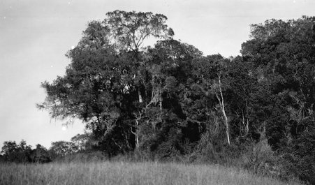 Scenery - McCutcheon, John T. (John Tinney), 1870-1949