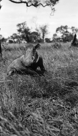 Safari - McCutcheon, John T. (John Tinney), 1870-1949