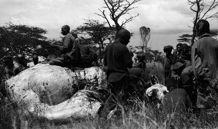 Safari - McCutcheon, John T. (John Tinney), 1870-1949