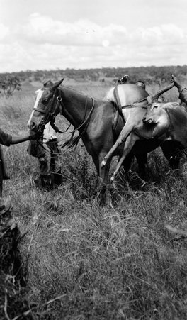 Safari - McCutcheon, John T. (John Tinney), 1870-1949