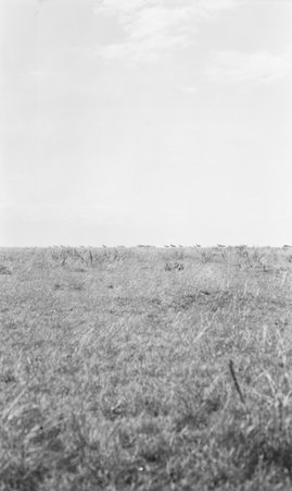 Safari - McCutcheon, John T. (John Tinney), 1870-1949