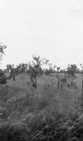 Scenery - McCutcheon, John T. (John Tinney), 1870-1949