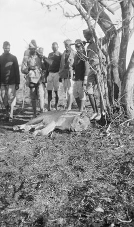 Safari - McCutcheon, John T. (John Tinney), 1870-1949