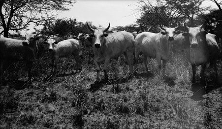 Safari - McCutcheon, John T. (John Tinney), 1870-1949