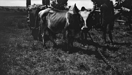 Safari - McCutcheon, John T. (John Tinney), 1870-1949
